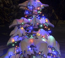 christmas_tree_blue_spruce.jpg
