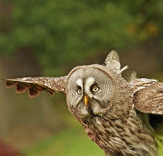 owl_eagle_owl_close.jpg