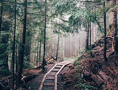 hiking_forest_wood_path.jpg