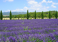 lavender_field_cypress_avenue.jpg