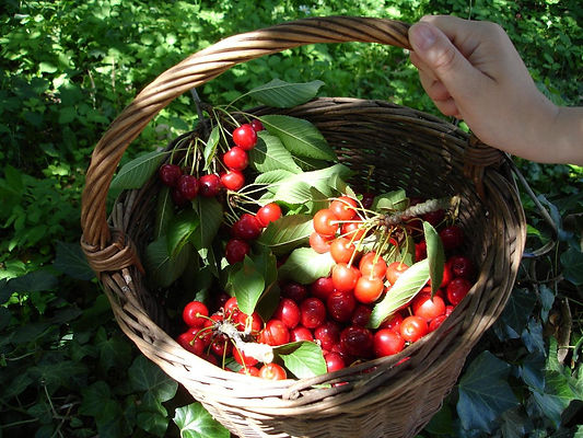 cherry_cherries_cherry_harvest.jpg