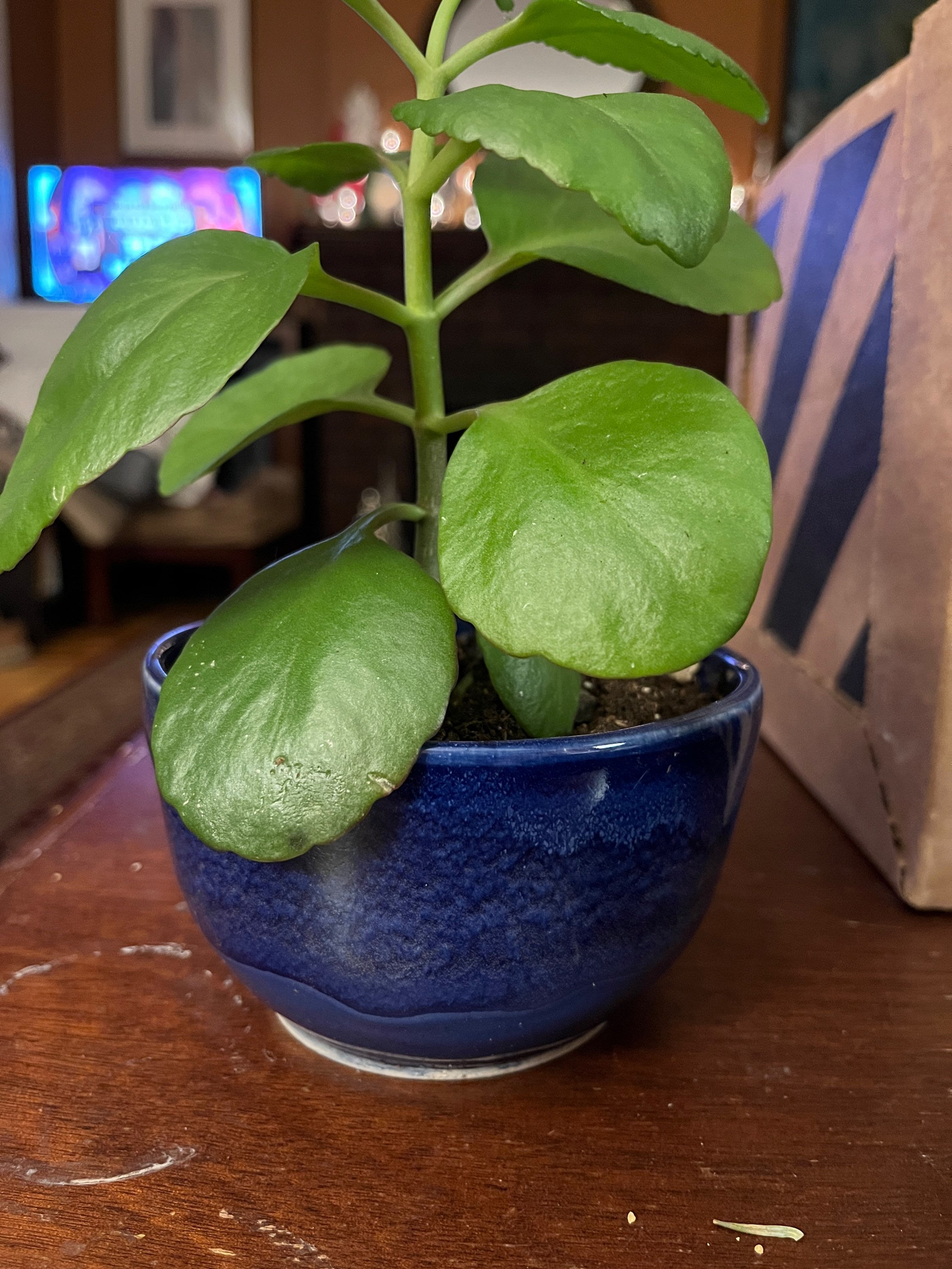 Indigo Bowl 