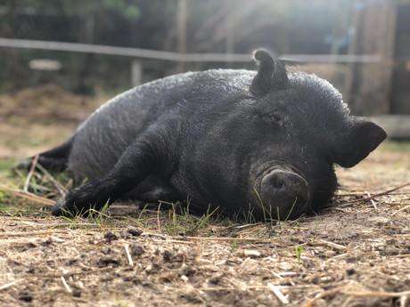miss piggy relaxing.jpeg