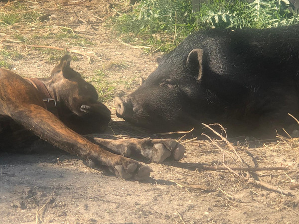 siesta.jpeg