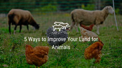 5 Ways to Improve Your Land for Animals
