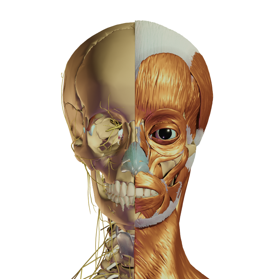 human anatomy atlas for windows desktop human anatomy atlas for windows desktop