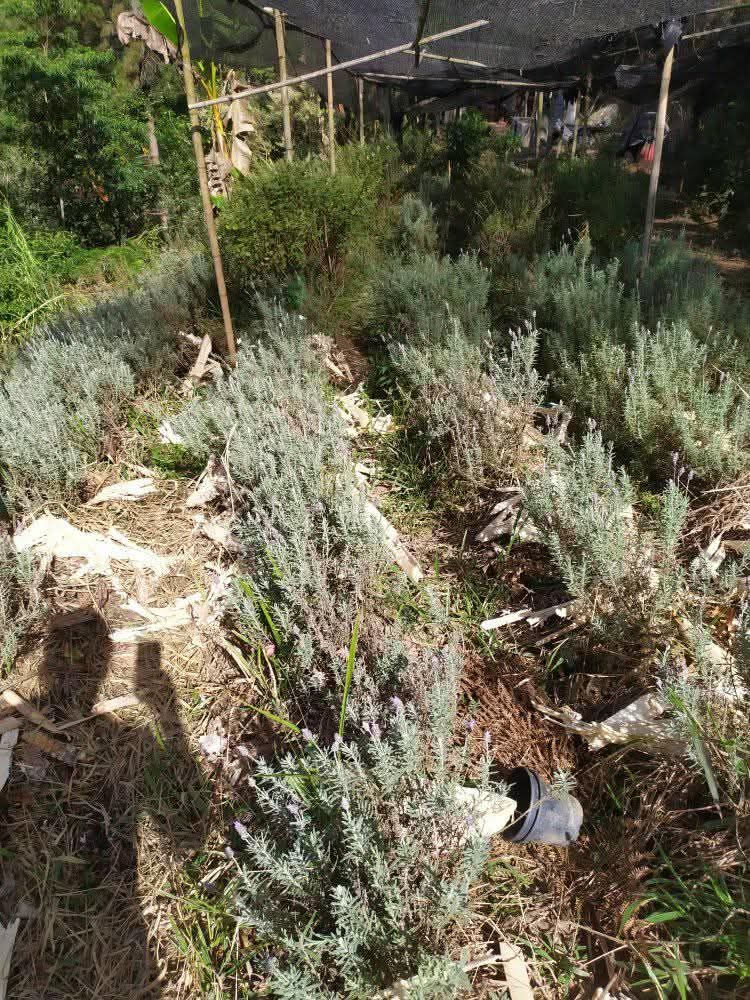 Cultivo de plantas para incensos naturais de ervas.