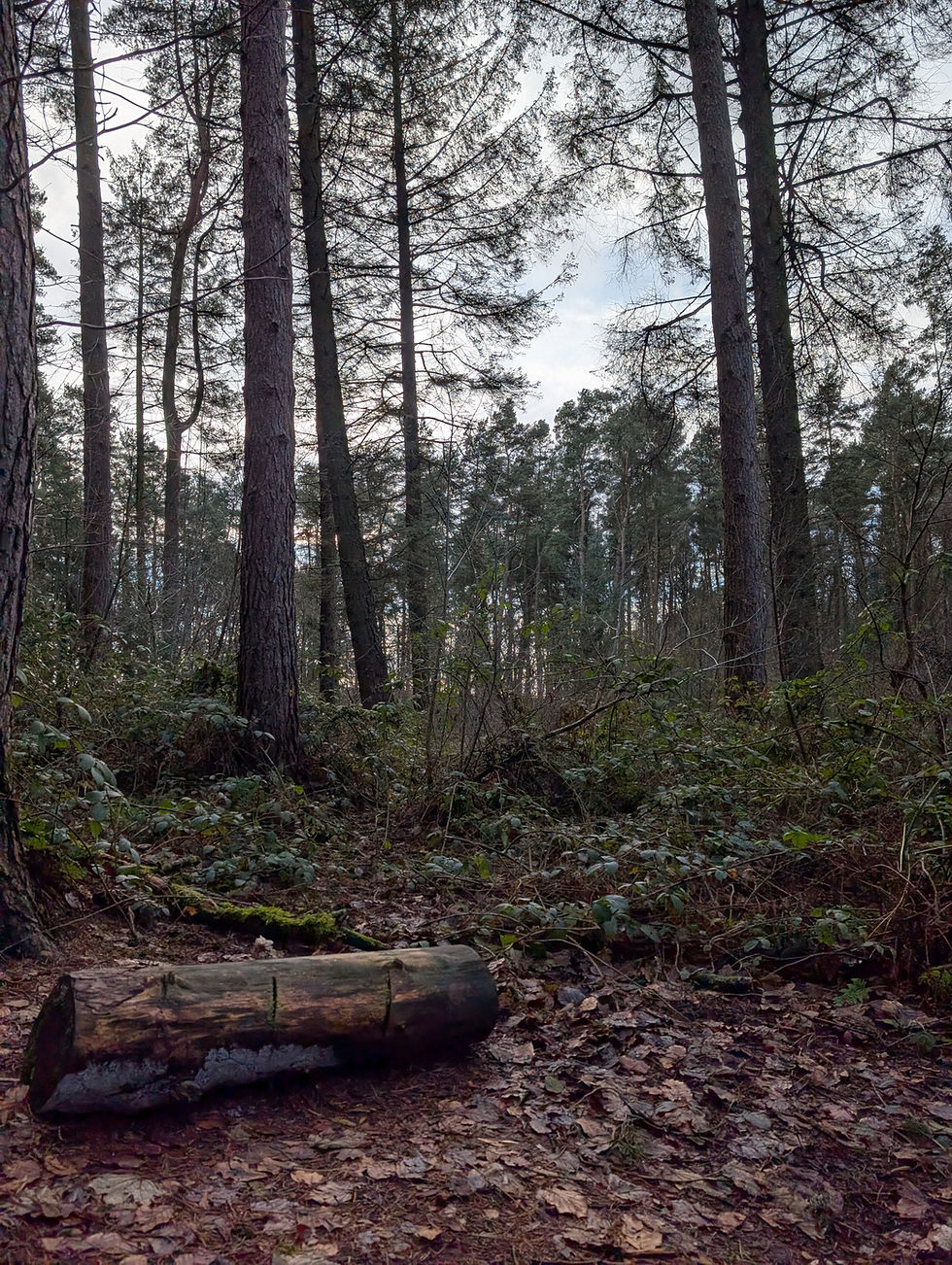 Wildway main photo 2.jpg