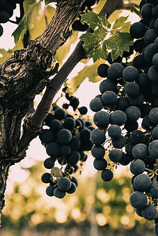 In the territory of Turi, viticulture and wine culture,thanks to the favorable climate and the unique nature of the soil, boast a millennia-old tradition.