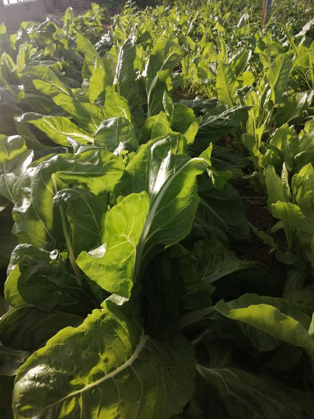 Bietola