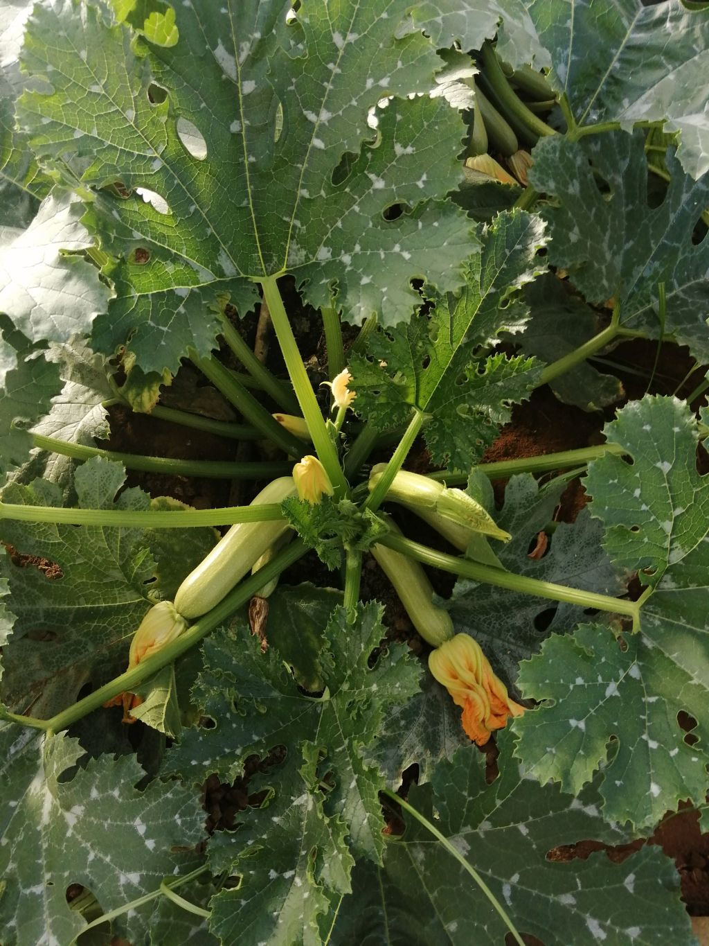 Zucchine