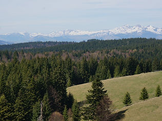 Carpathian spruce forest with snow-capped peaks behind
