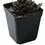Thumbnail: 10pcs/Lot 7*7*8cm Black Color Flower Pots Planters Pot Trays Plastic Pots