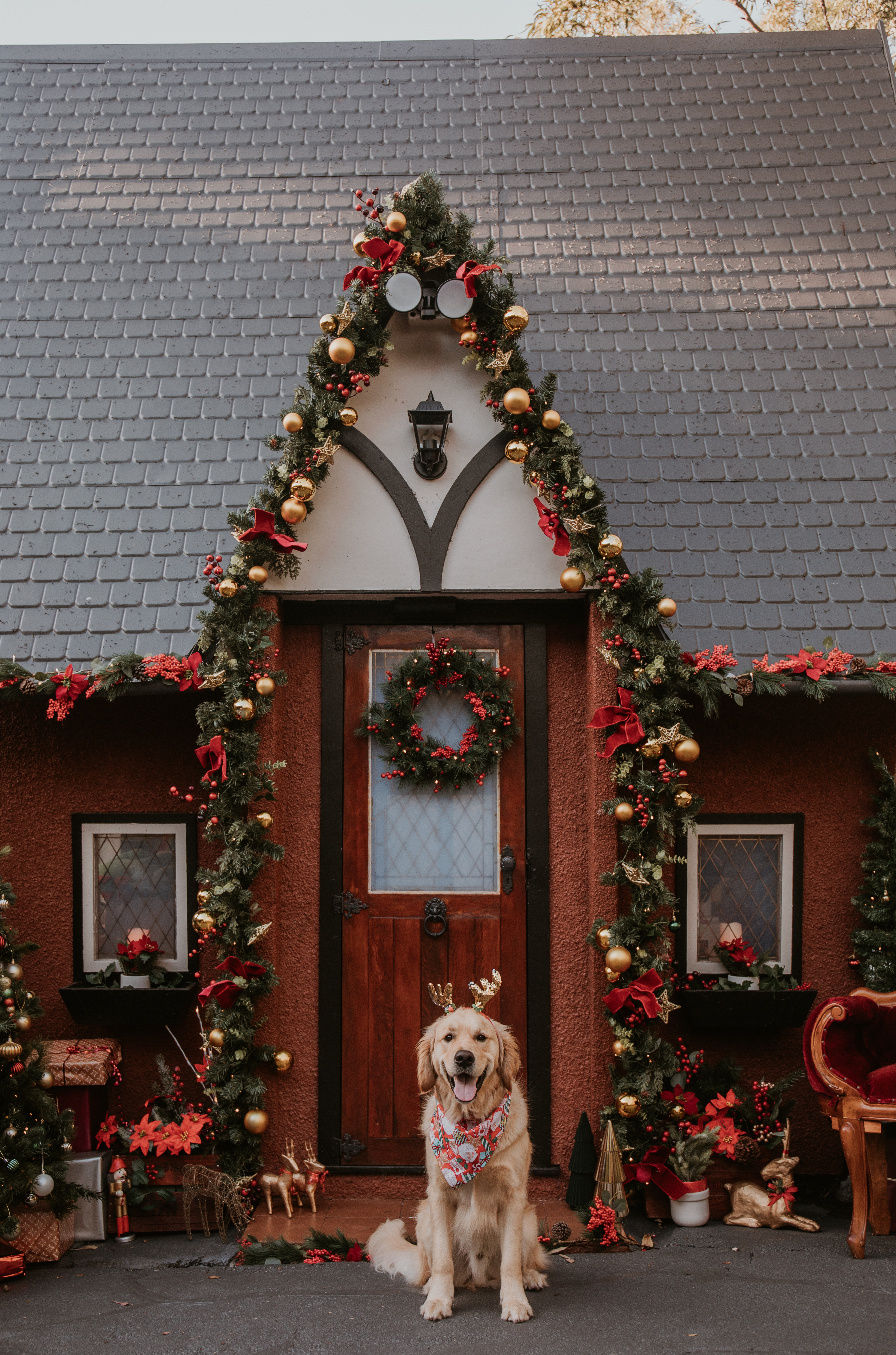 Cottage, featuring Pet Photography  in front of a vintage-inspired Christmas setting.