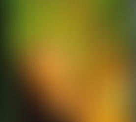 Lord of the Fly Girls In the Works at Warner Bros.