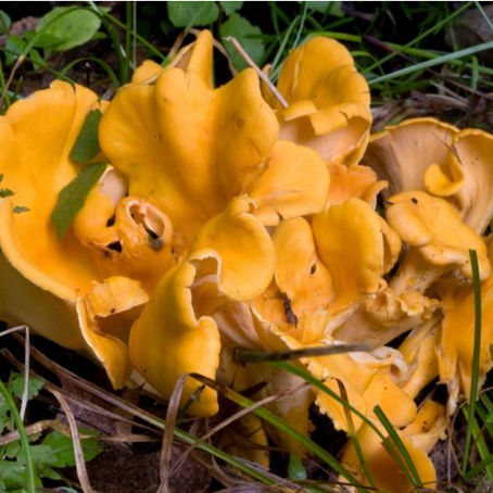 Wild Chanterelles