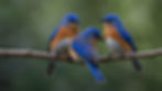 vecteezy_blue-birds-sitting-on-a-branch_46625499.jpeg