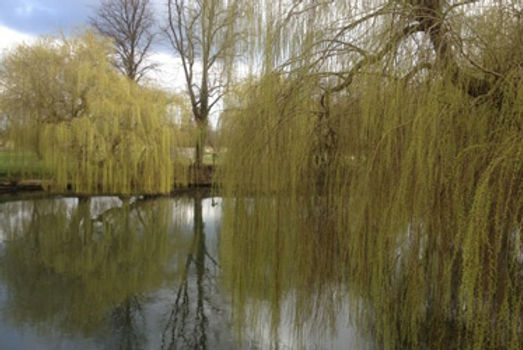 Thames-willow.jpg