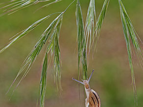 Françoise Deraedt Escargot en équilibre.jpg