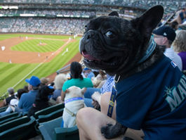 'Bark at the Park' Comes Back to Seattle with 6 Dog-Friendly Games Starting In April