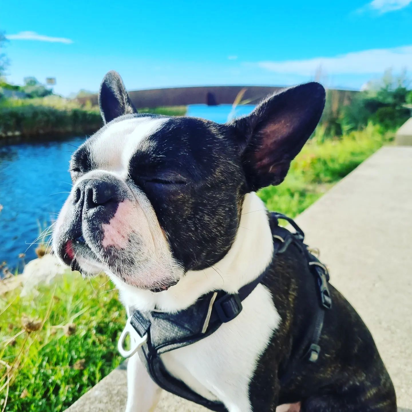Sparrow Boston Terrier