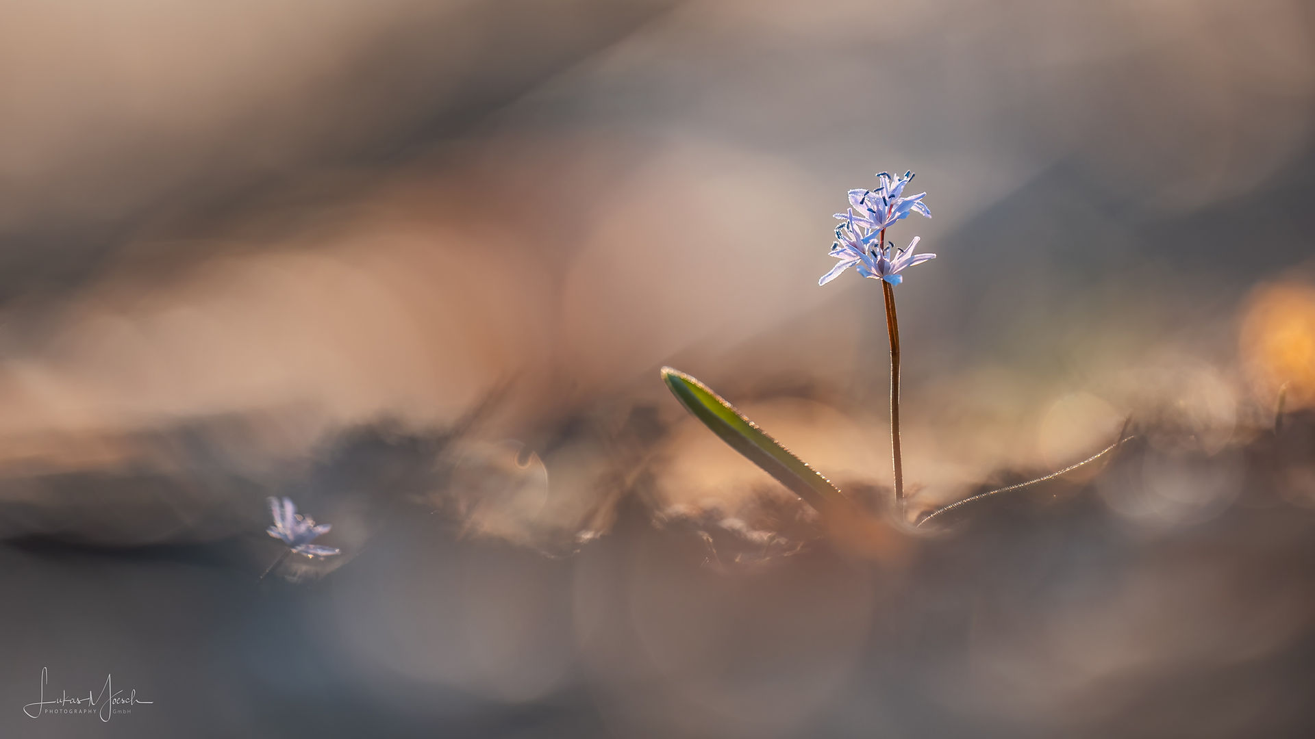 Blaustern