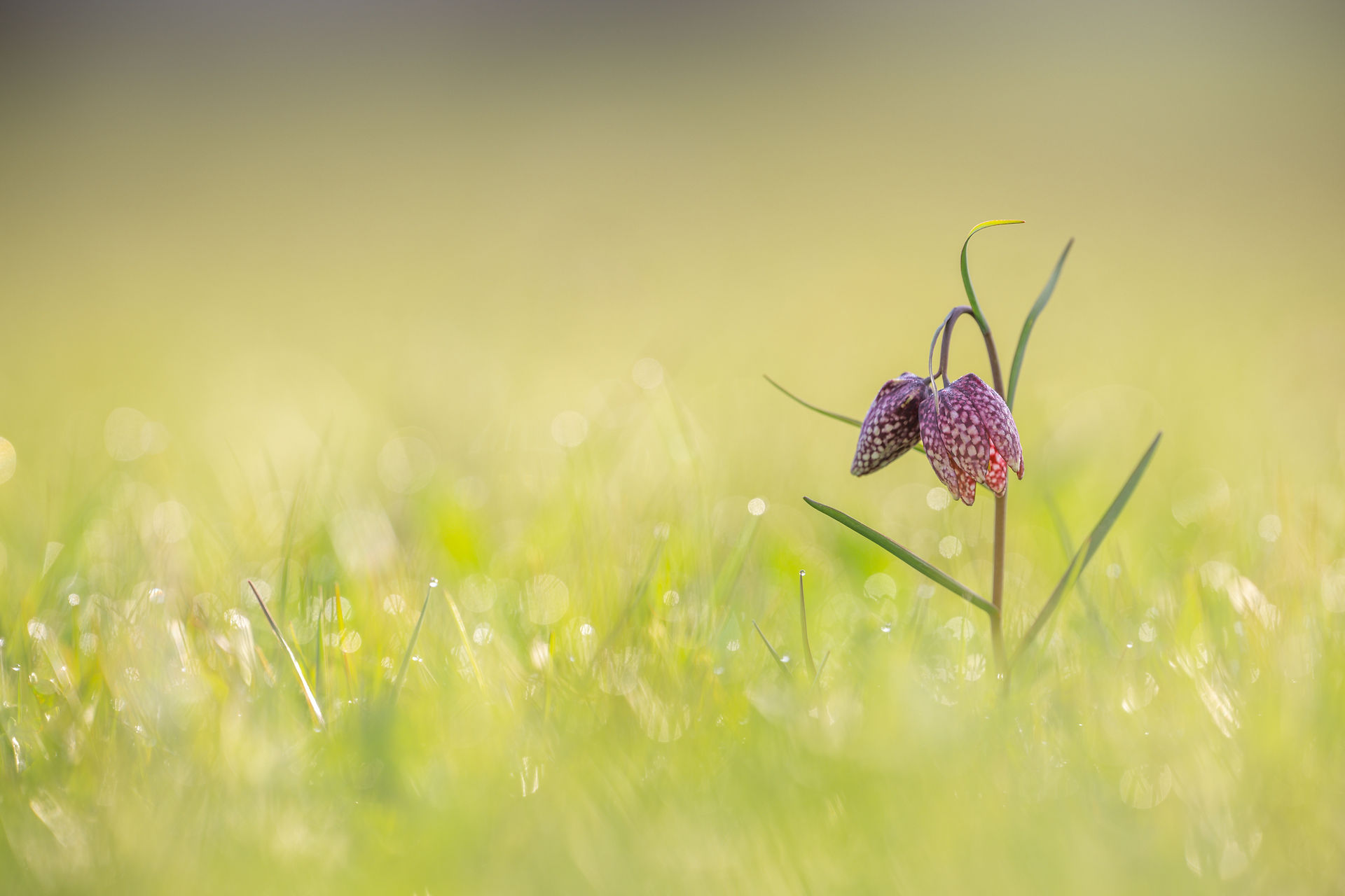 Schachbrettblume 400mm