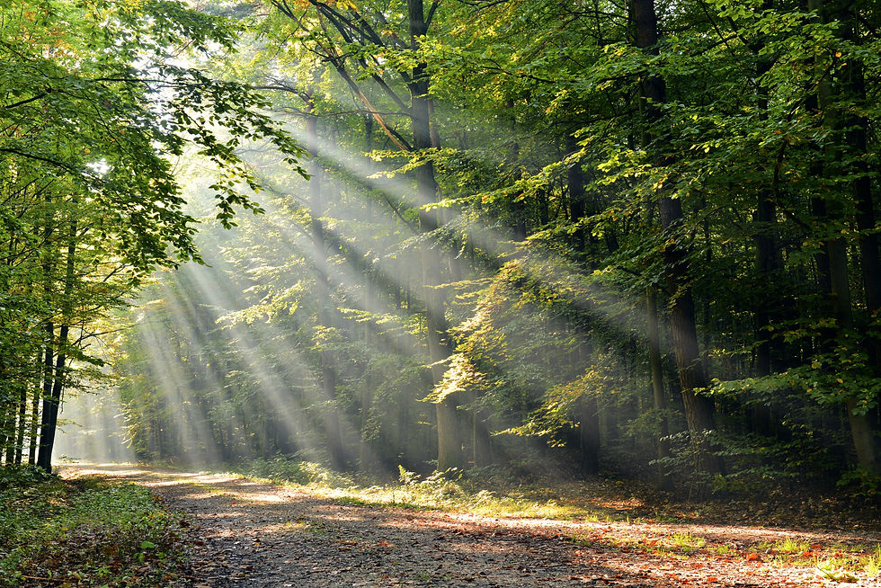 Forest_edited.jpg