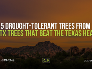 5 Drought-Tolerant Trees from ATX Trees That Beat the Texas Heat