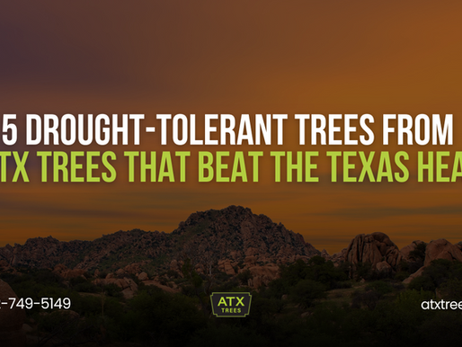 5 Drought-Tolerant Trees from ATX Trees That Beat the Texas Heat