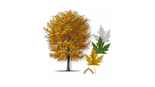 Maple Trees | Atx Trees Website