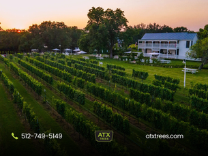 Fredericksburg Landscaping Trees: Create a Wine Country Oasis in Your Yard