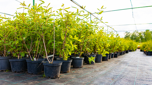 All Products | Atx Trees Website