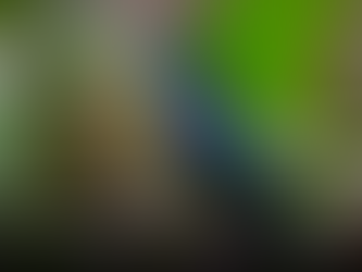 Bird-Friendly Landscaping: Trees That Attract Cardinals & Hummingbirds