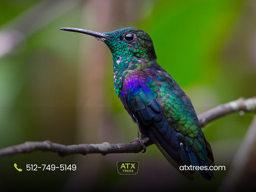 Bird-Friendly Landscaping: Trees That Attract Cardinals & Hummingbirds