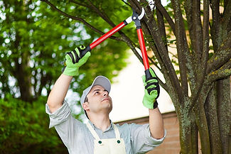 Tree Pruning.jpg