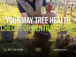 Pre Summer Tree Stress Prevention: Your May Tree Health Check for Central Texas