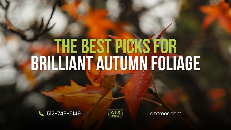 Preparing Trees for Winter in Central Texas: Your Fall Checklist