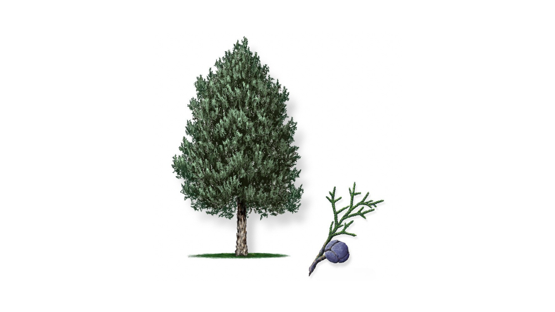 Arizona Cypress Trees