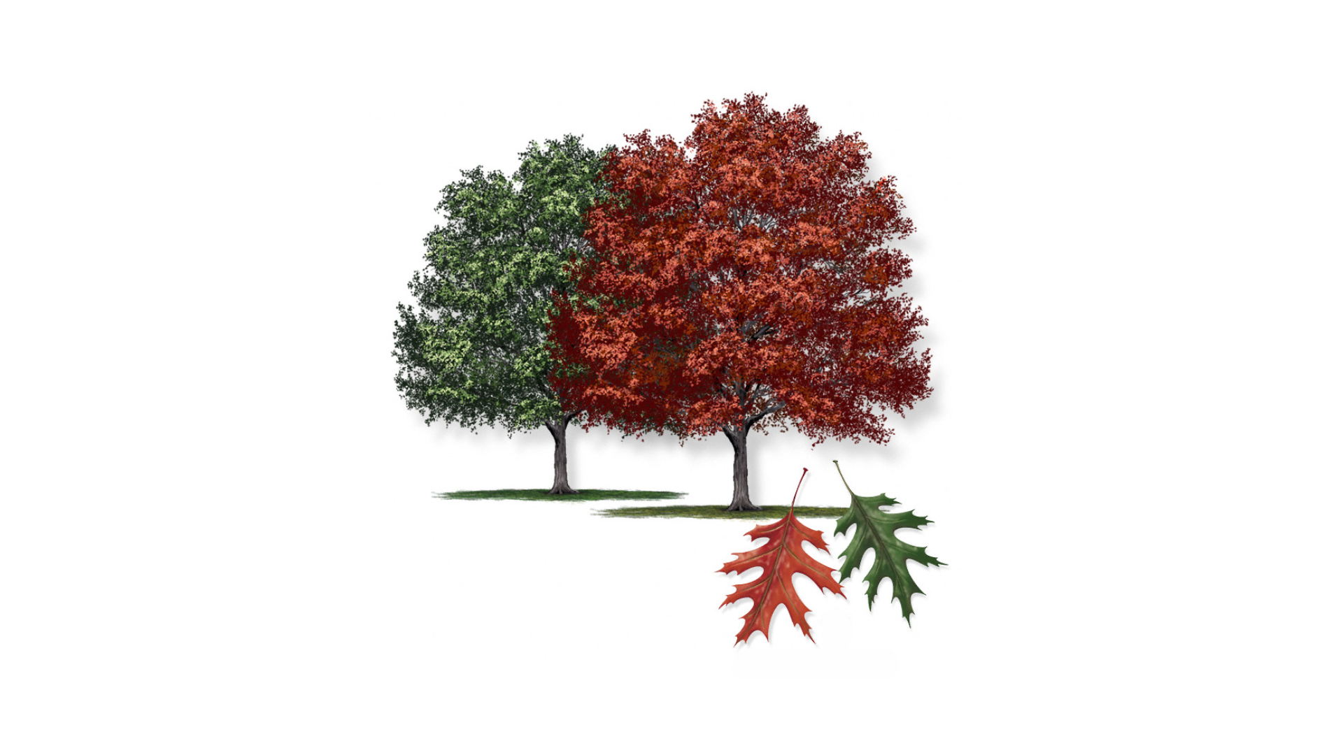 Shumard Red Oak Tree