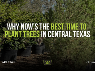 Limited-Time Offer: Why NOW Is the Best Time to Plant Trees in Central Texas 🌳