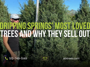 The People's Choice: Dripping Springs' Most Loved Trees and Why They Sell Out