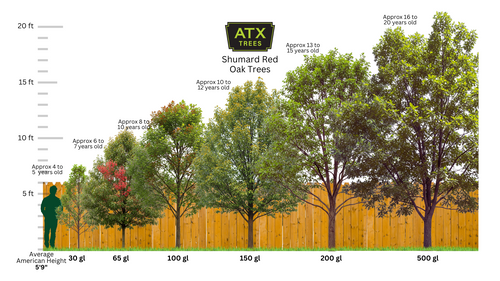 Shumard Red Oak Tree | Atx Trees Website