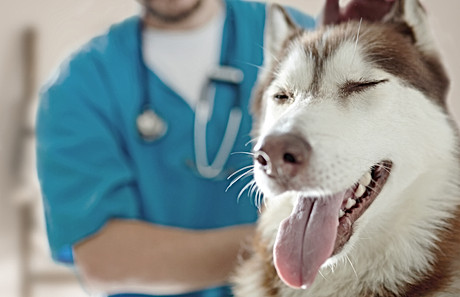 Companion Animal