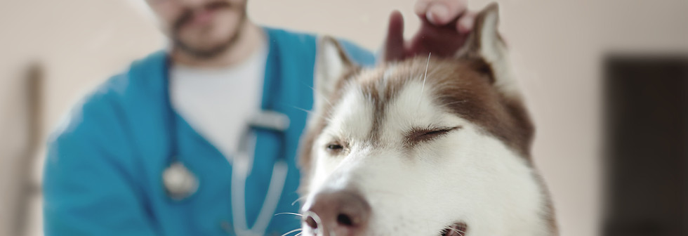 At the Vet