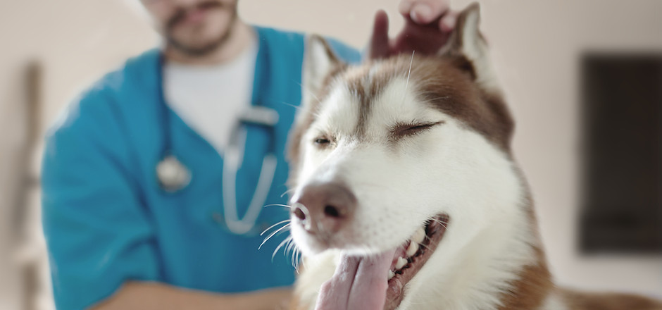At the Vet