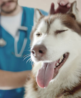 At the Vet