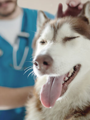 At the Vet
