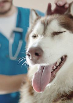 Vet Examining Husky