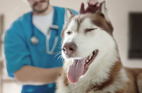 At the Vet